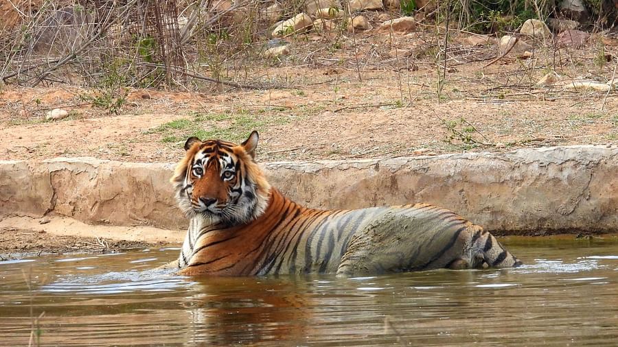 An overview of a tiger resting in a water body in Sariska Tiger Reserve - Utsav Camp Sariska.