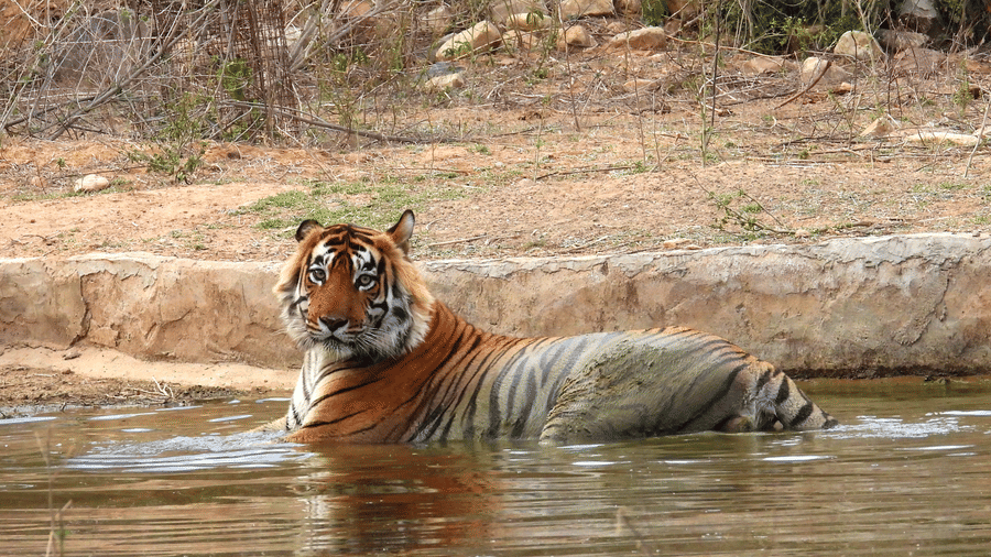 An overview of a tiger resting in a water body in Sariska Tiger Reserve, one of the premier Alwar tourist places, near Utsav Camp Sariska. 