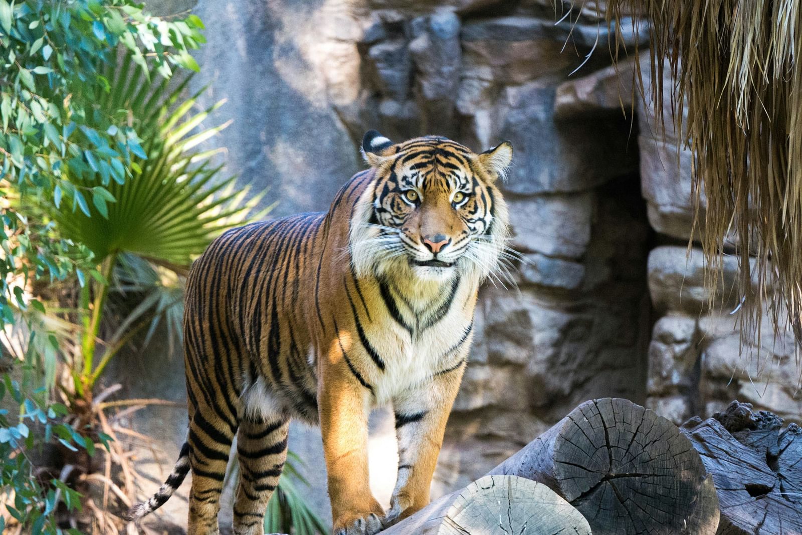 An overview of a Bengal Tiger standing on a rock looking directly into the camera.
