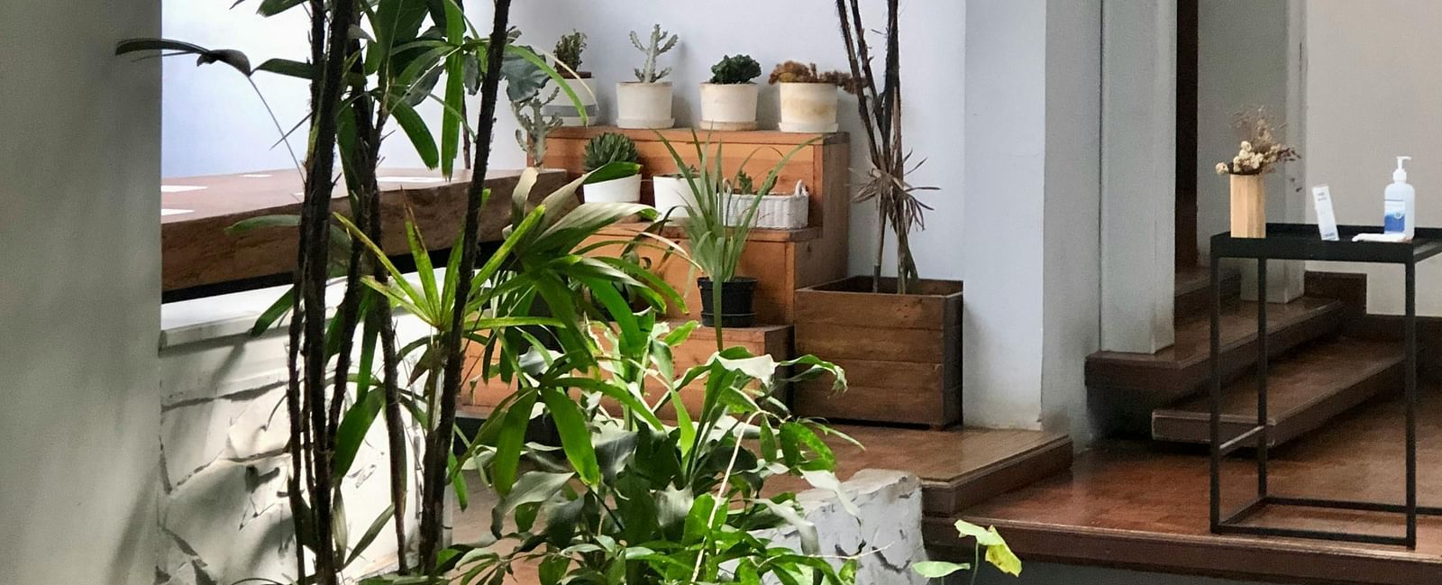 A lobby of a hotel with several green plants featuring wooden flooring.