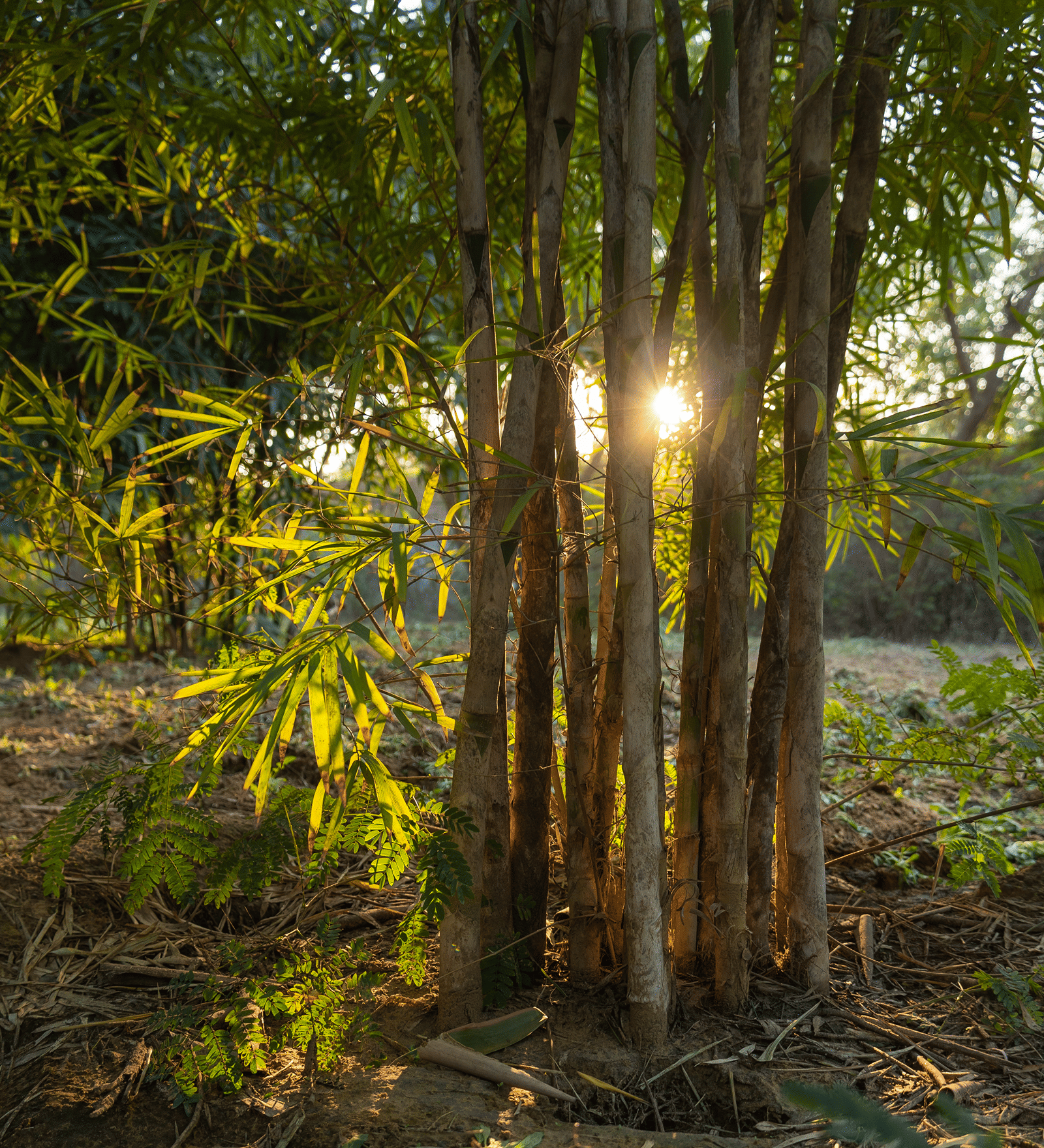 Bamboo Forest-6