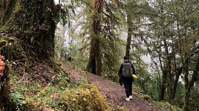 a person walking through a hiking trail in a jungle 
