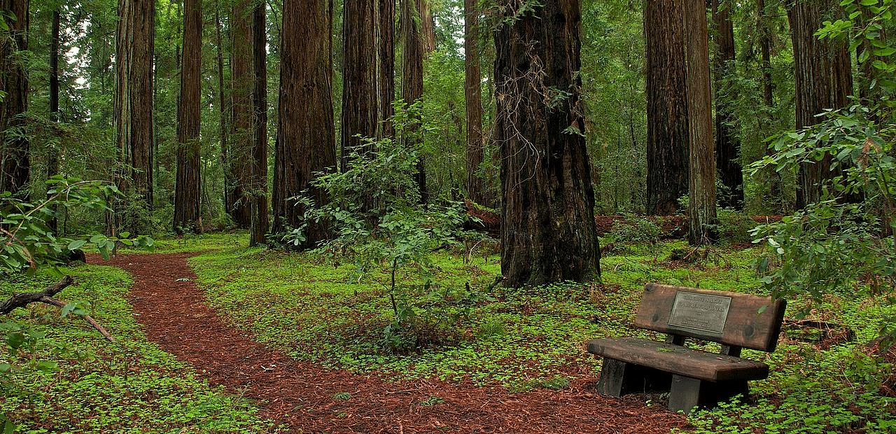 A scenic view of a park in Hendy Woods, featuring a pathway, towering trees, and a bench in a peaceful forest setting.