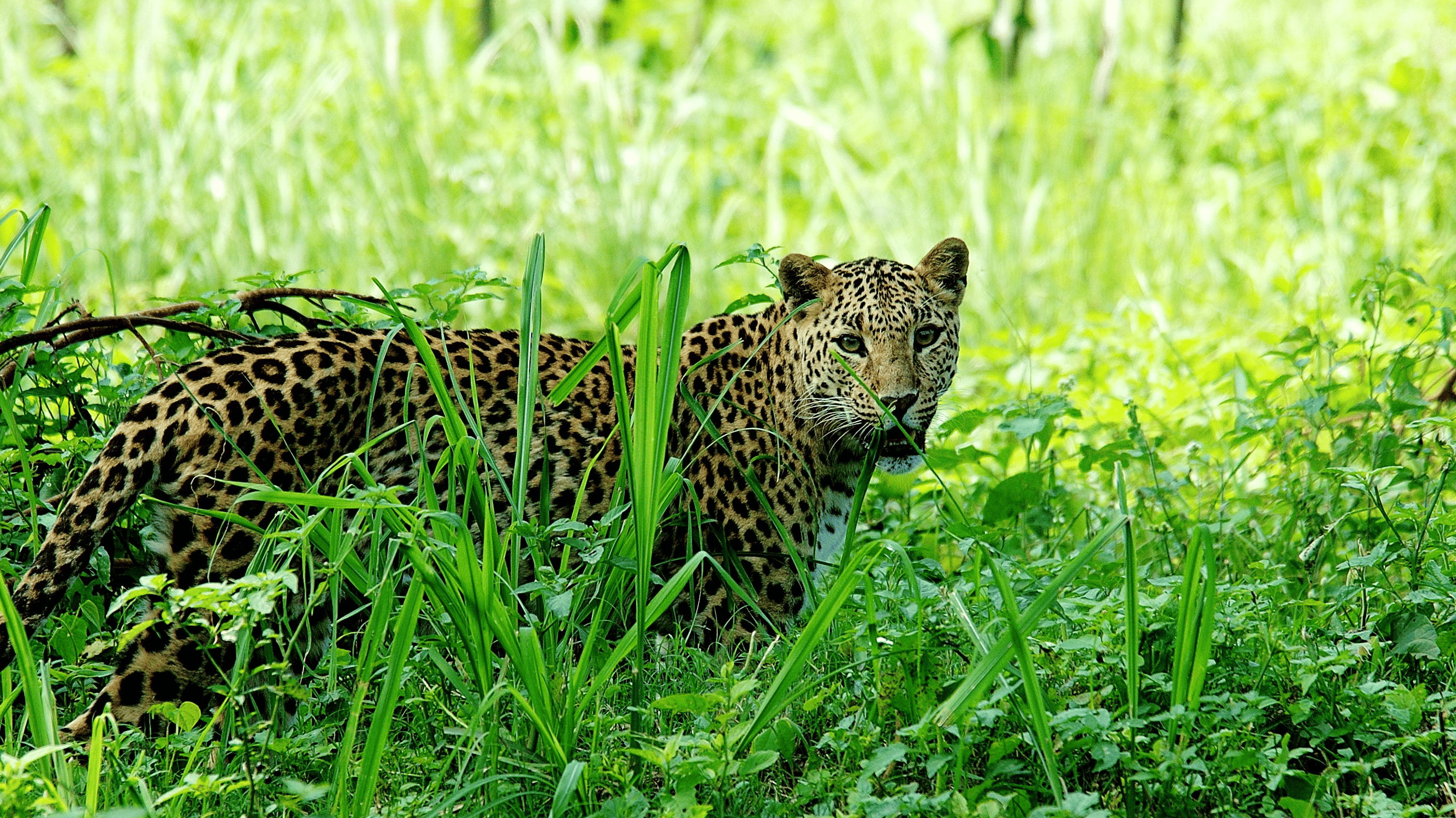 An image of a leopard in a lush surrounding