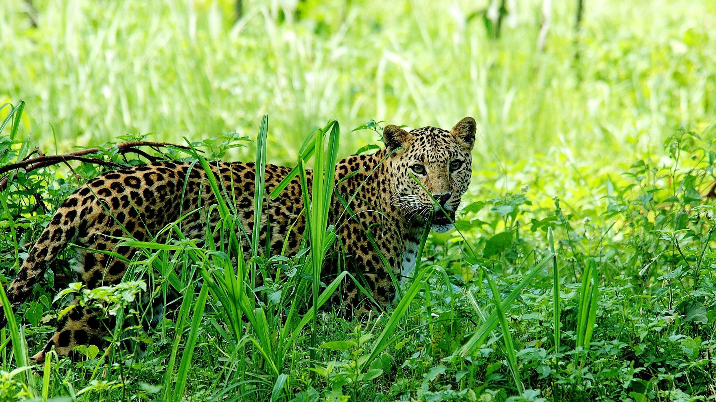 An image of a leopard in a lush surrounding