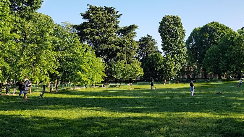 a lush green garden with trees
