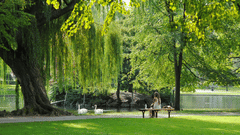 A lady sitting on the bench in a park covered in lush greenery