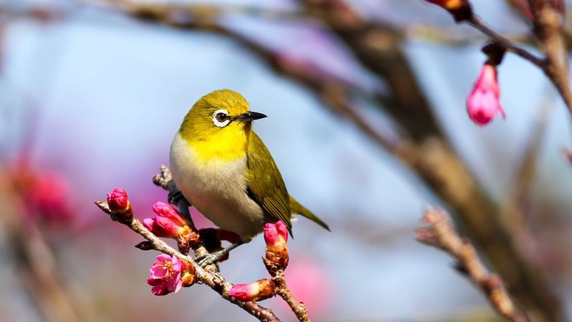 a bird on a branch