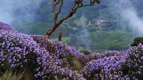 neelakurinji