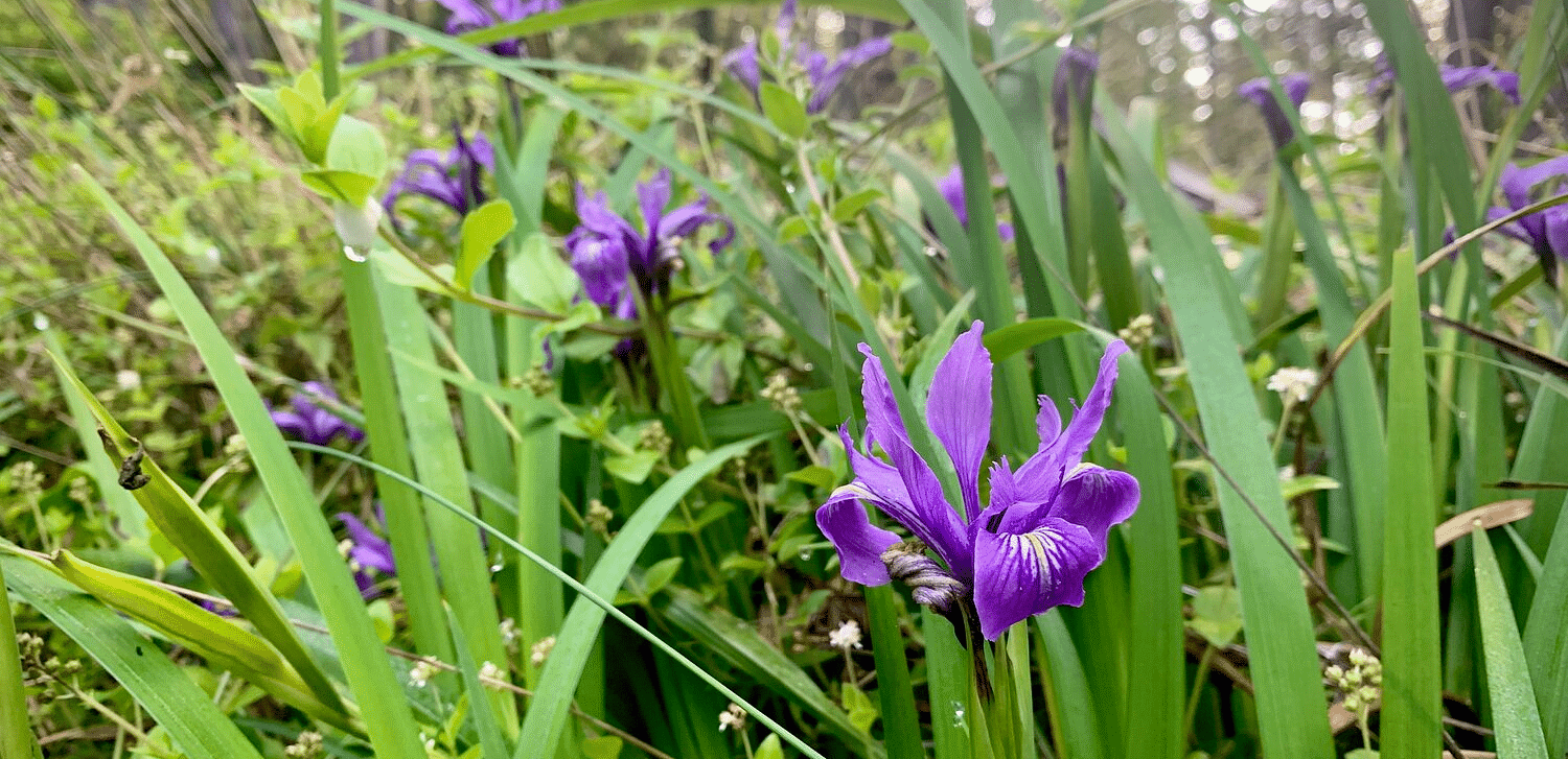A cluster of vibrant purple wildflowers among tall green grasses in a forest setting.