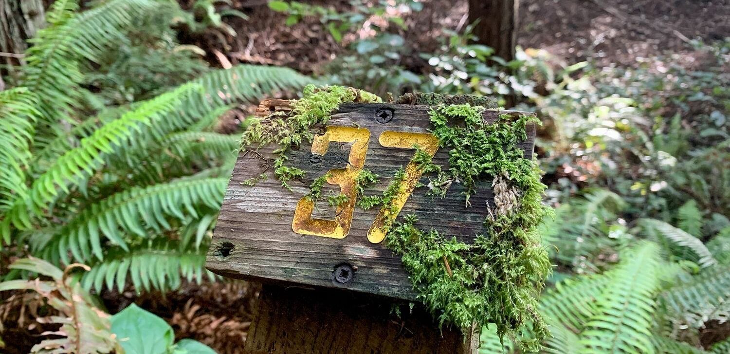 A weathered wooden post with the number 37 covered in moss, surrounded by ferns in a forest.