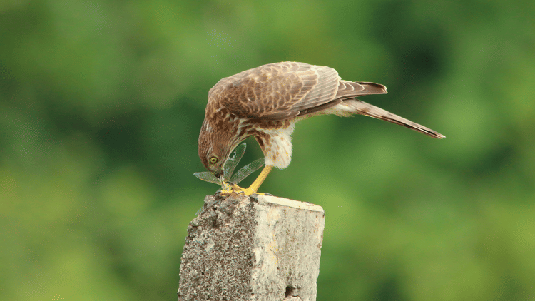 Shikra with an insect kill