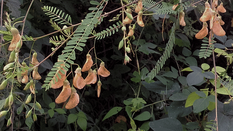 Solanawildflowers