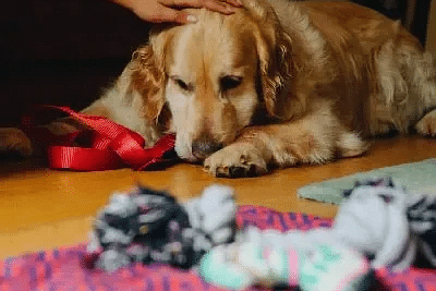 Dog resting on a red mat next to soft toys inside Karma Chalets.