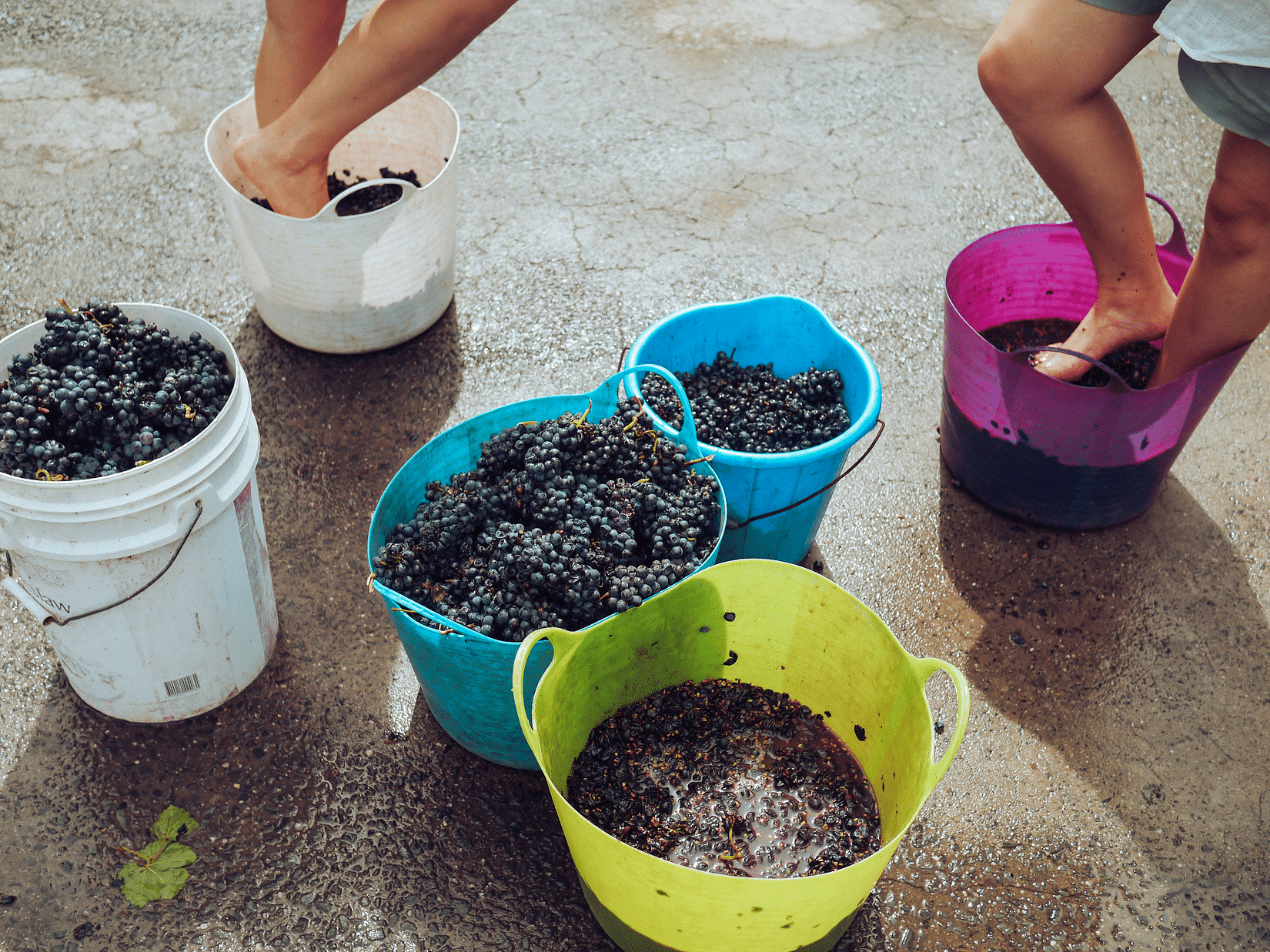 grape stomping at grape escapade Goa