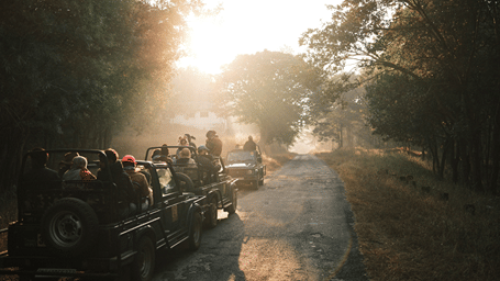 Safari jeep carrying tourists along a forest trail in sunlight.