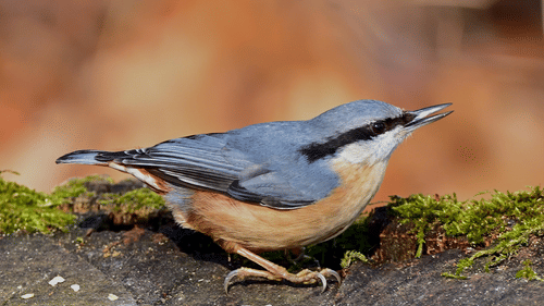 A small bird sitting on the ground with mosses