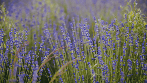 purplish flower field