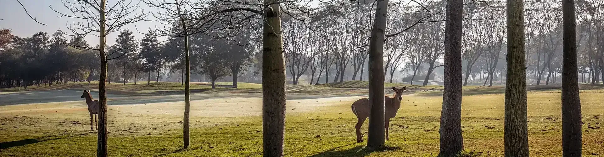 A deer and trees at Karma Chalets.