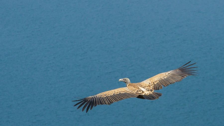 Picture of an Indian vulture flying in the air, wings spread and captured in the day time
