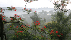 View From TreeHouse - 3