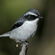 A male grey bush chat with black and white plumage perched on top of a dead stick outdoors.