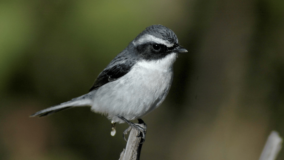 A male grey bush chat with black and white plumage perched on top of a dead stick outdoors.