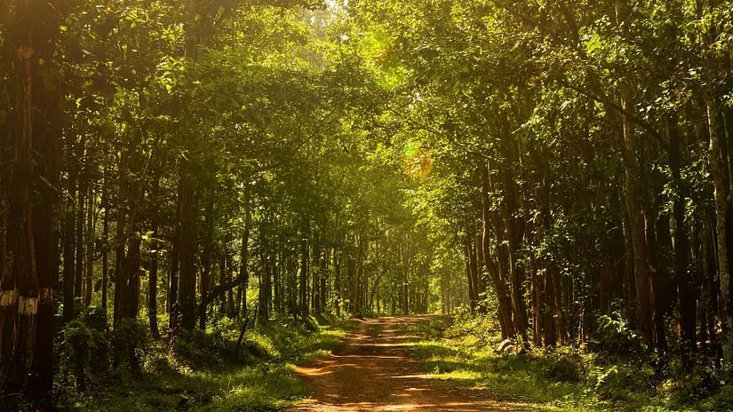 dense forest and a walking path