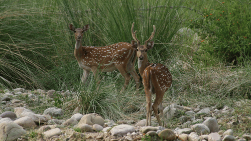 Jungle Safari at jim corbett- The Golden Tusk