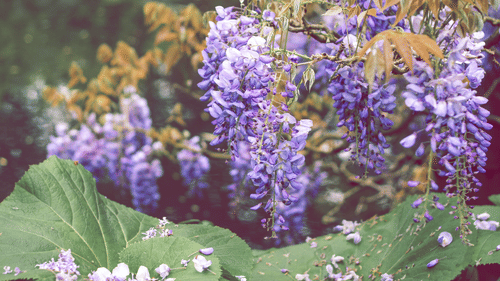 purple shade flowers