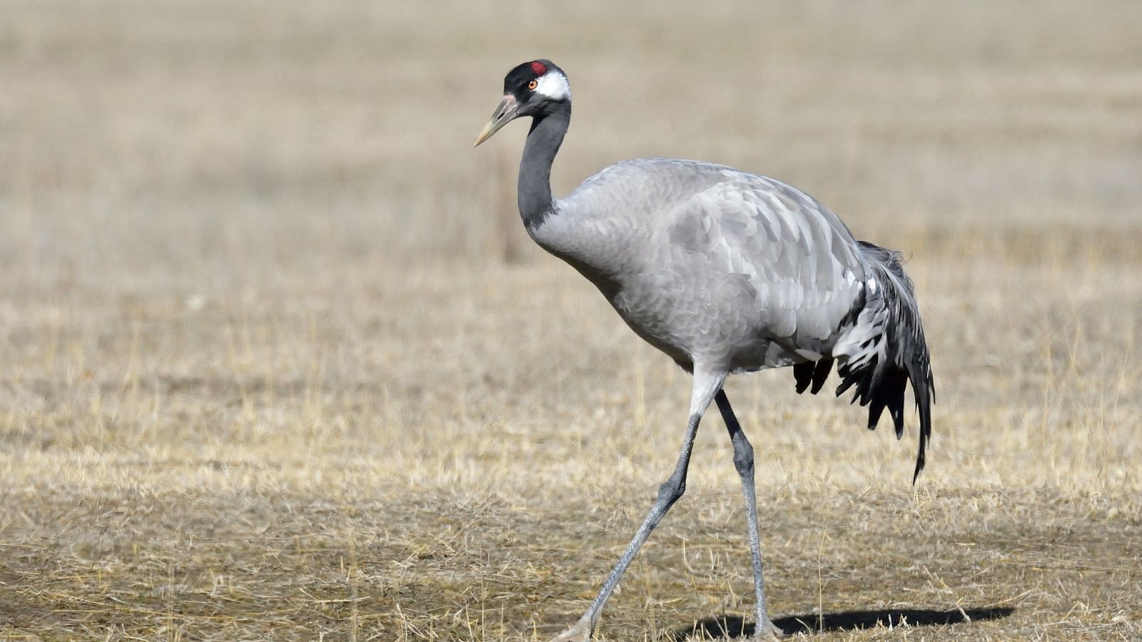 a solitary crane walking on a grassland with its shadow below it