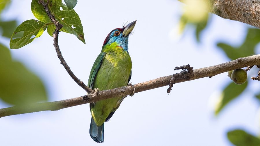 a bird on the branch of a tree 