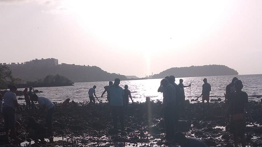 people planting 1300 propogules on the zuari river stretch