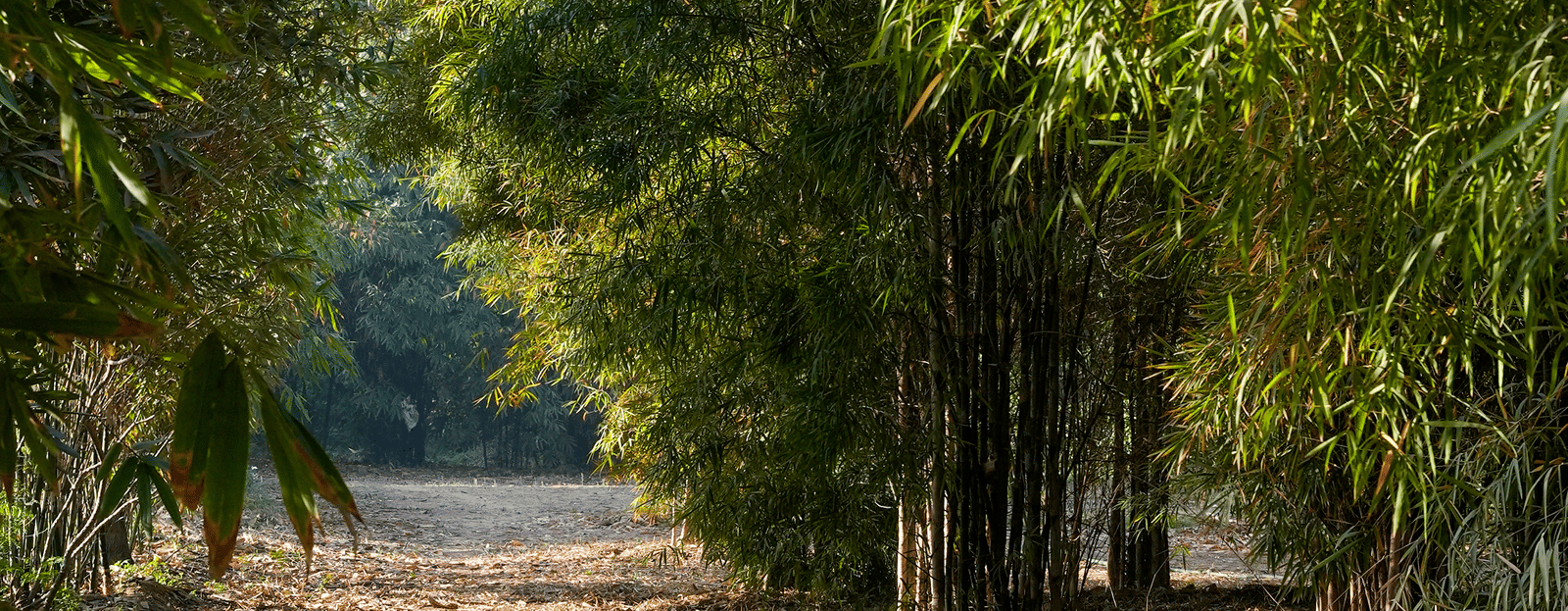 bamboo-forest-1