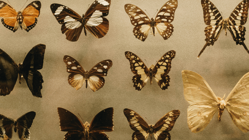 images of different types of butterflies showcased in a museum
