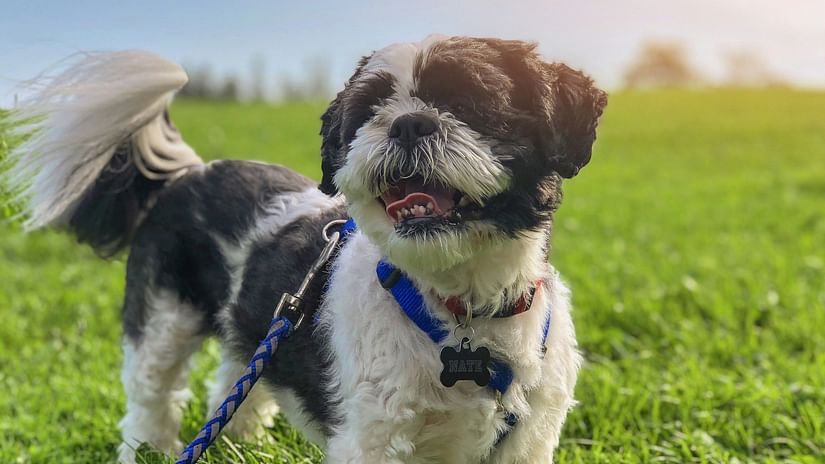 A happy black and white Shih Tzu dog on a leash in a field.