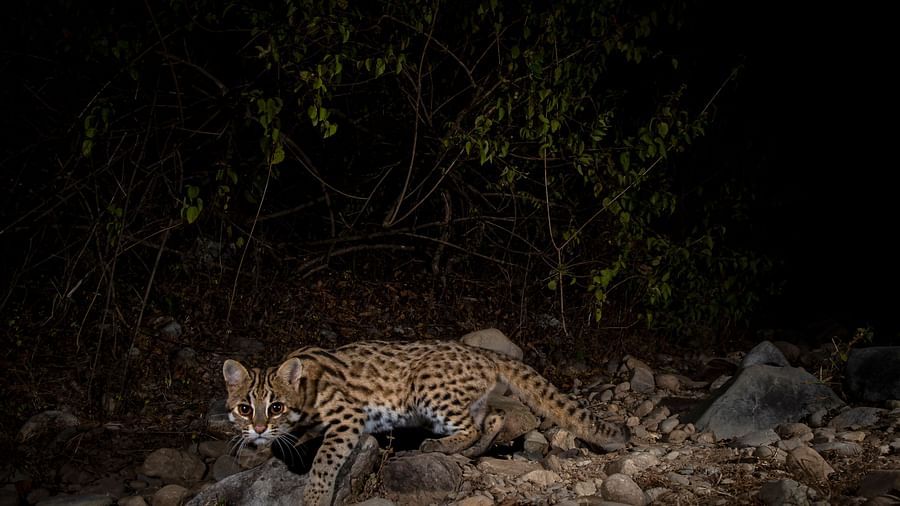 A photo of a leopard cat lying on the ground, looking at the camera.