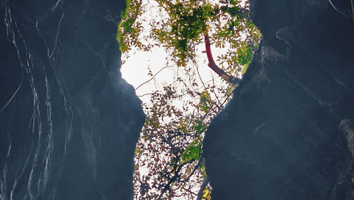 A scenic image of a cave opening up to the sky, surrounded by lush greenery