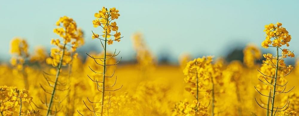 A field of full of flowers against the sky