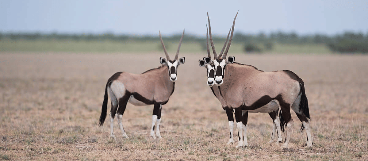 ORYX