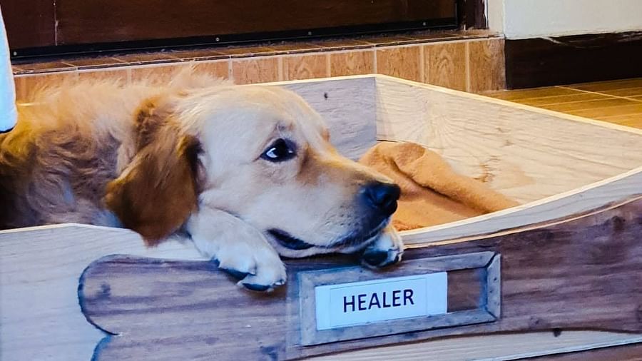 a dog on this bed with his head kept on the sides and his name written on it