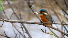 A close up of a kingfisher bird perched on a tree branch holding a small fish in its beak at Mangalavanam Bird Sanctuary.