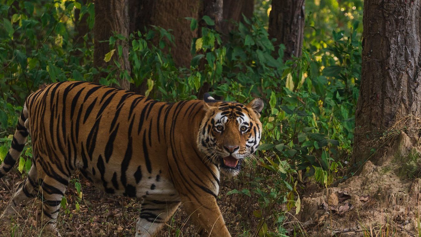 Top 10 Wildlife Destinations in India to Enjoy Safari Tours