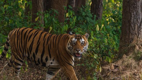 A majestic Bengal tiger walking through a dense forest, glancing back with a striking gaze amidst tall trees and lush greenery