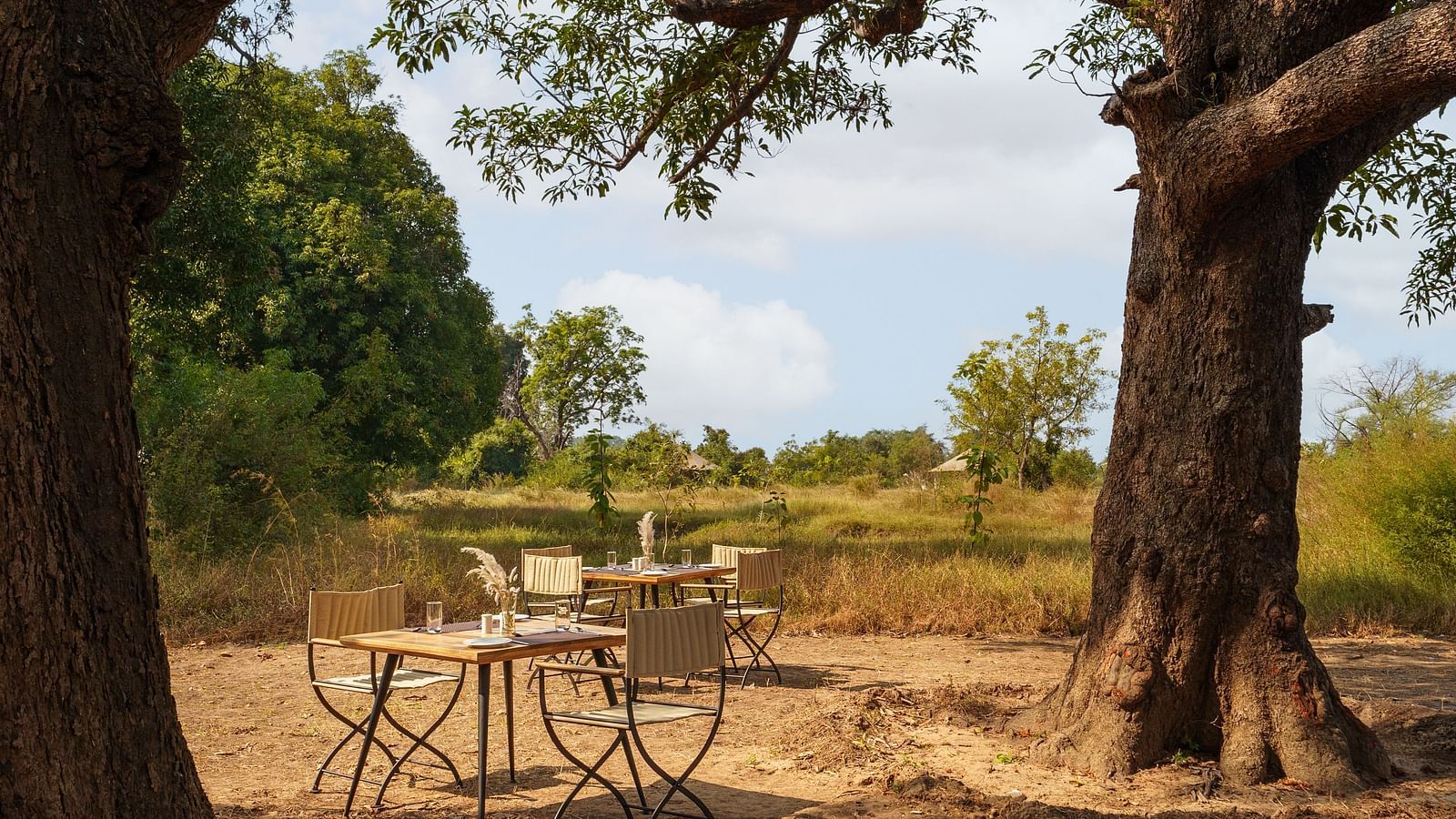 Dining chairs and tables placed between two trees at Trees N Tigers, Tadoba.