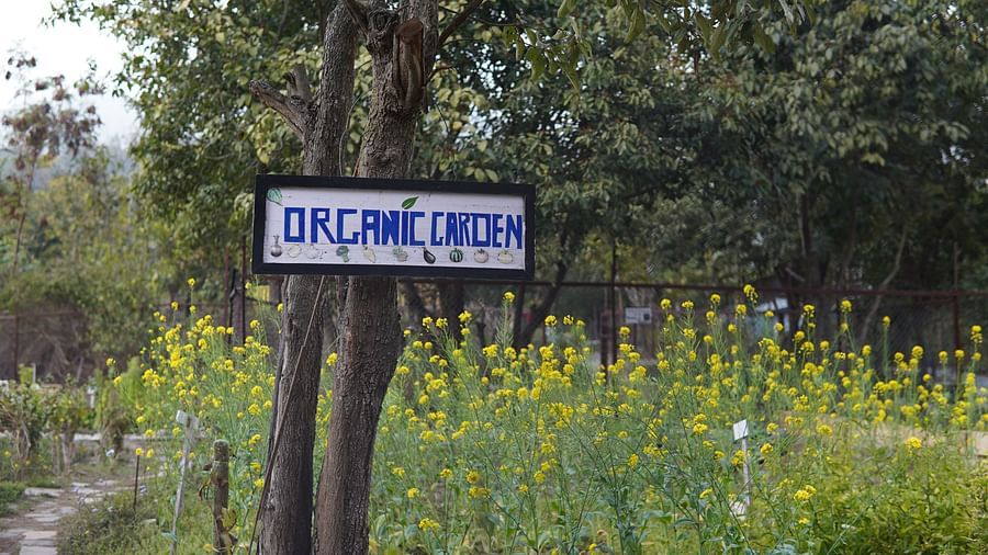 Organic Garden sign put on a tree in the garden at Saraca Resort & Spa Corbett