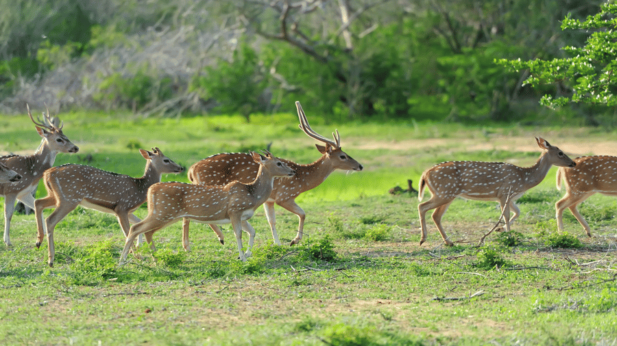 Best Wildlife and Forest Safaris in Karnataka 2026