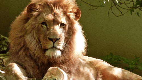 Lucknow Zoo , The Piccadily Lucknow, Places to see in Lucknow