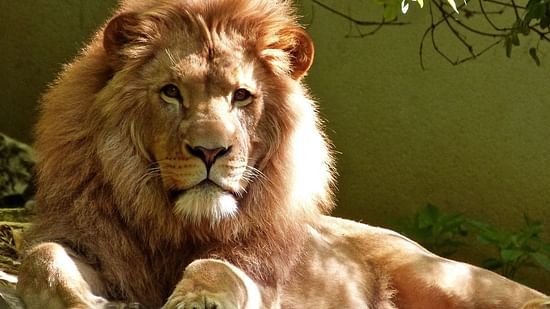 Lucknow Zoo , The Piccadily Lucknow, Places to see in Lucknow