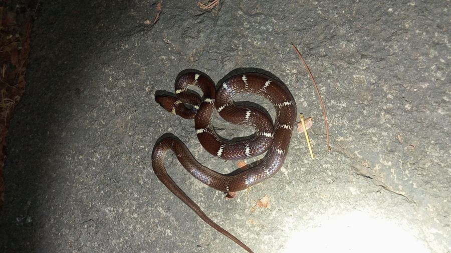 A tiny, curled baby snake with shiny, dark brown scales resting on a metallic surface under bright indoor light.